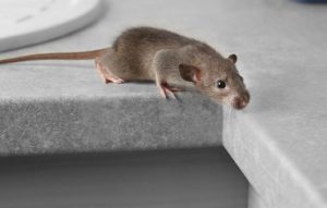 Különbségek patkány és egér között patkányirtás szempontjából