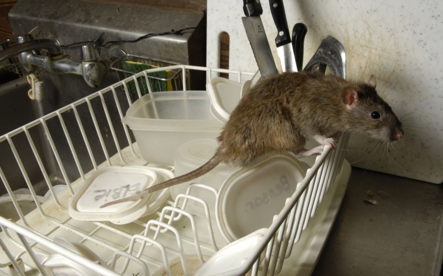 Почему крыса пищит. Мыши в доме. Мышь квартирная. Крыса помойная большая.