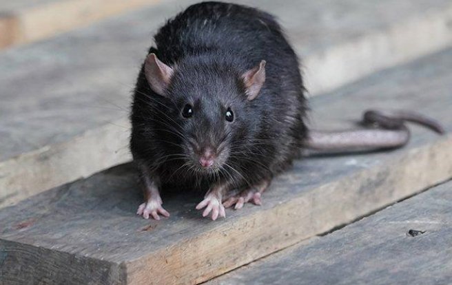 Mit használhatunk patkányirtás során? Mit használhatunk patkányirtás során?