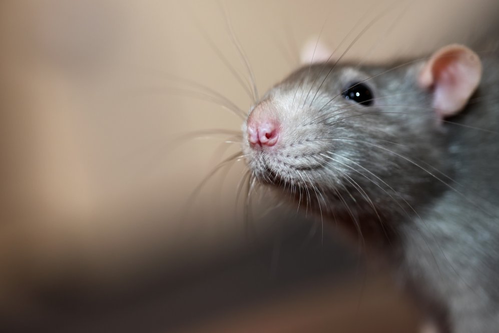 A patkányirtás sikere és az időzítés fontossága A patkányirtás sikere és az időzítés fontossága