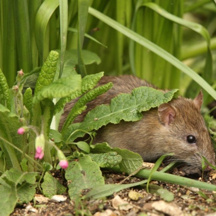 A rágcsálóirtás, mely megoldhatja a padlásproblémákat A rágcsálóirtás, mely megoldhatja a padlásproblémákat