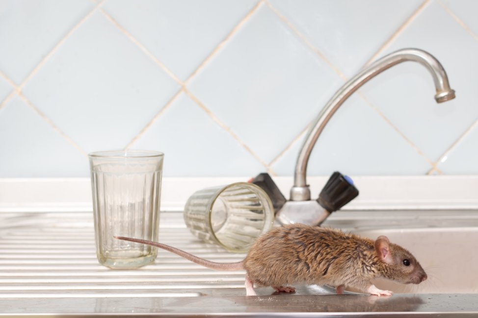 Hogyan érhetjük el, hogy patkánymentes legyen a környezetünk? Hogyan érhetjük el, hogy patkánymentes legyen a környezetünk?
