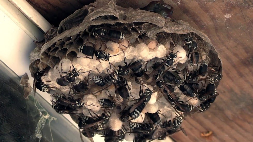 A darazsak viselkedésének megértése és a darázsirtás jövője A darazsak viselkedésének megértése és a darázsirtás jövője