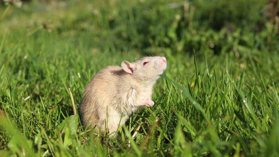 Hogyan segíthet a mérgezett csalétek a rágcsálóirtásban? Hogyan segíthet a mérgezett csalétek a rágcsálóirtásban?