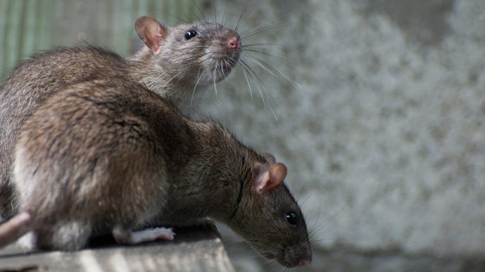 Hogyan segíthet a rágcsálóirtó a patkányprobléma megoldásában? Hogyan segíthet a rágcsálóirtó a patkányprobléma megoldásában?