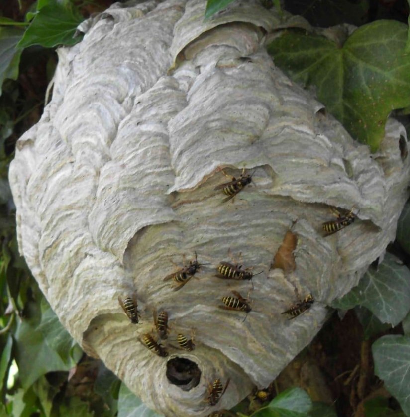 Hogyan segíthet a rovarok viselkedésének megértése a darázsirtásban? Hogyan segíthet a rovarok viselkedésének megértése a darázsirtásban?