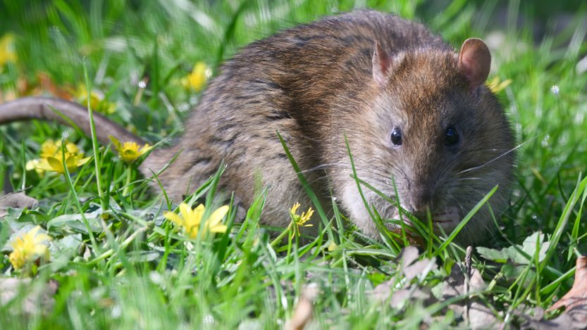 Hogyan védekezzünk a kártevők ellen rágcsálóirtás esetén? Hogyan védekezzünk a kártevők ellen rágcsálóirtás esetén?