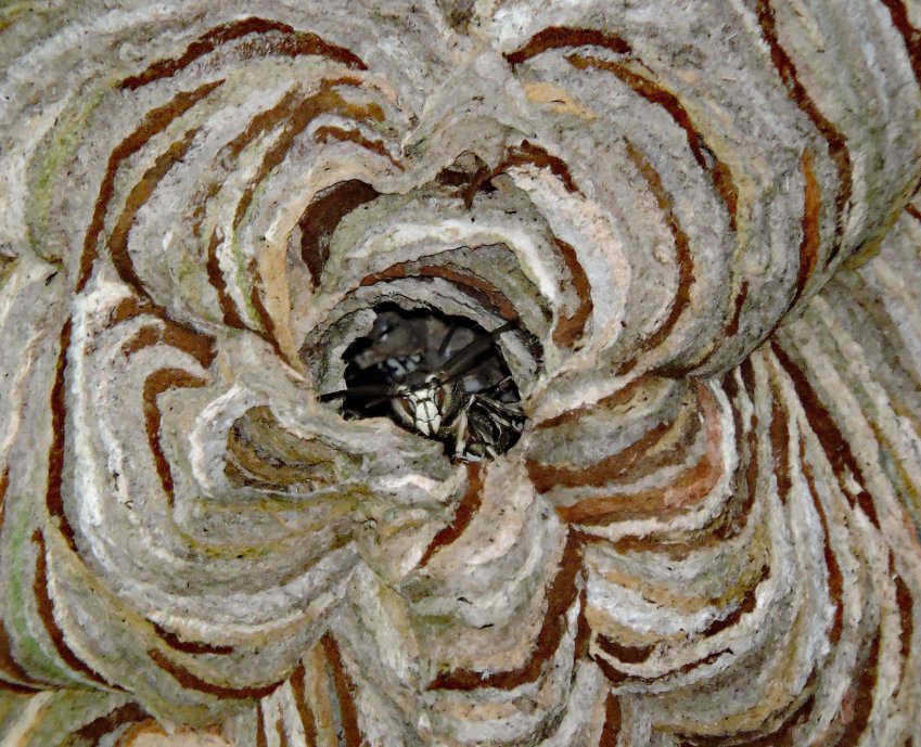 Környezetbarát módszerek a modern darázsirtásban Környezetbarát módszerek a modern darázsirtásban