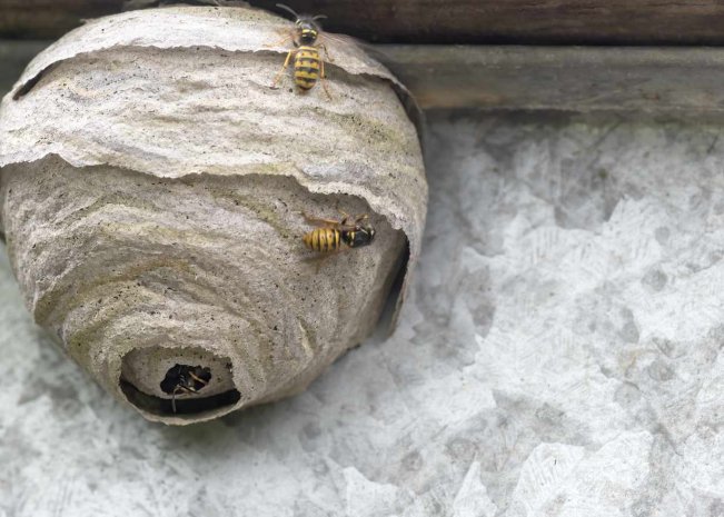 Miért lehet veszélyes egy otthoni darázsirtási művelet? Miért lehet veszélyes egy otthoni darázsirtási művelet?