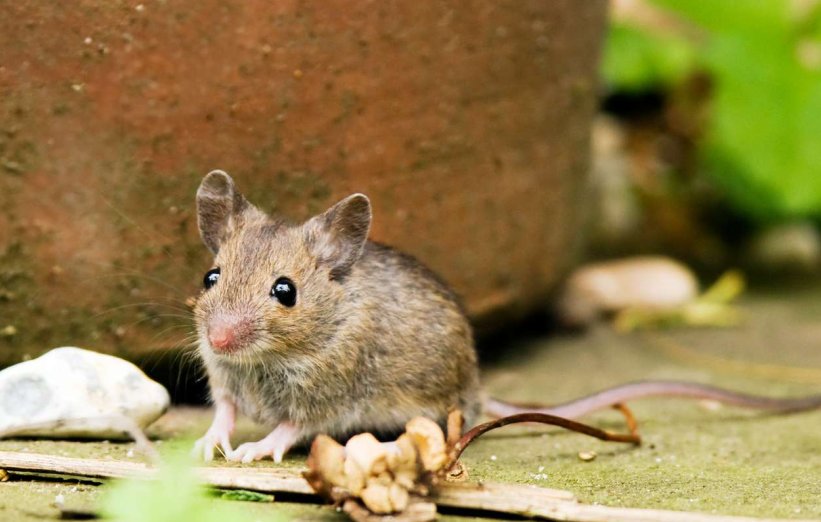 A rágcsálóirtó szerepe a hatékony patkányirtásban A rágcsálóirtó szerepe a hatékony patkányirtásban