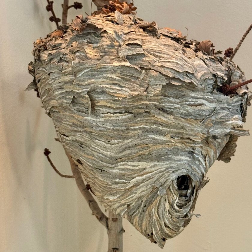 Hogyan segíthet a darázsirtás a darázscsípés megelőzésében? Hogyan segíthet a darázsirtás a darázscsípés megelőzésében?