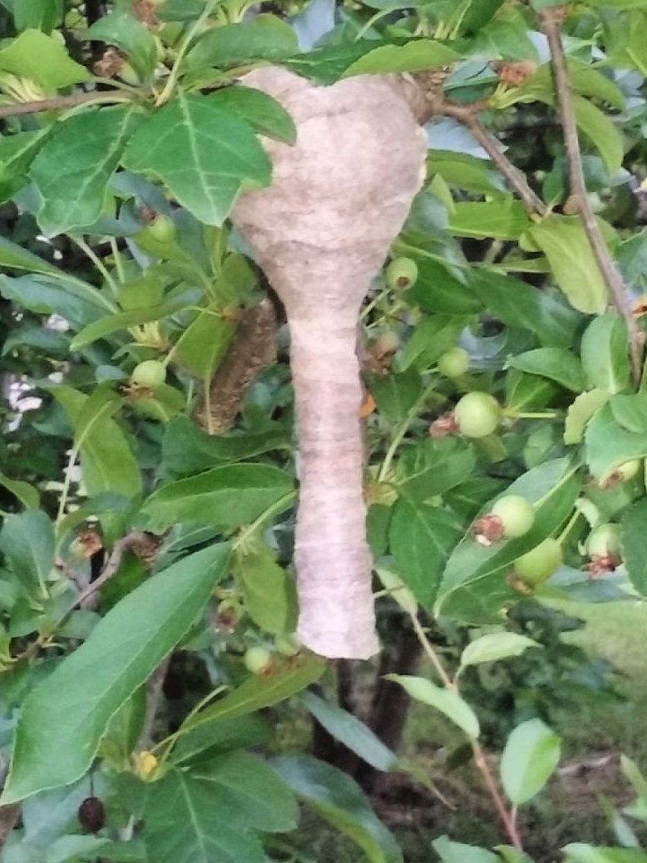 Hogyan segíthet a darazsak kiirtása az otthonunk biztonságának megőrzésében? Hogyan segíthet a darazsak kiirtása az otthonunk biztonságának megőrzésében?