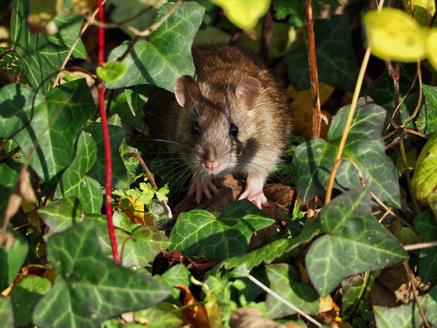 Hogyan segíthet az irtószer a rágcsálóirtásban? Hogyan segíthet az irtószer a rágcsálóirtásban?