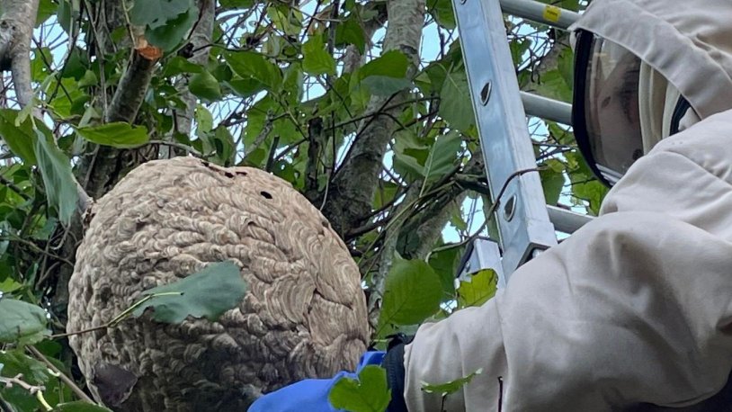 Hogyan védekezzünk a darazsak ellen, ha a tetőcserép alatt bújnak meg? Hogyan védekezzünk a darazsak ellen, ha a tetőcserép alatt bújnak meg?