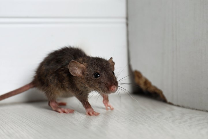 Az automatizált csapdarendszerek jövője a patkányirtásban Az automatizált csapdarendszerek jövője a patkányirtásban