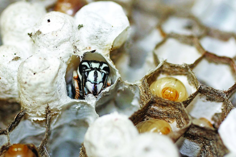 Hab állagú irtószerek használata darázsirtáskor Hab állagú irtószerek használata darázsirtáskor
