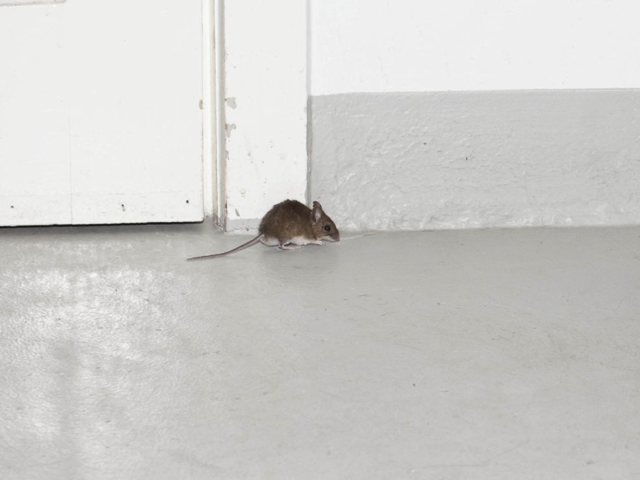 Hatékony patkányirtási módszerek a kártevők elleni védekezés során Hatékony patkányirtási módszerek a kártevők elleni védekezés során