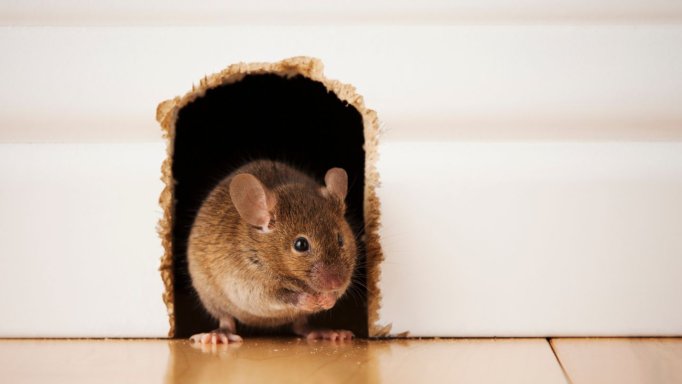 Hogyan ismerjük fel a különböző patkányfajtákat? Hogyan ismerjük fel a különböző patkányfajtákat?