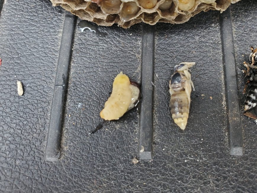 Hogyan kezeljük a darázsfészket a kertben? Hogyan kezeljük a darázsfészket a kertben?