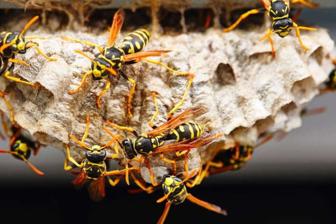 Hogyan válasszunk megfelelő irtószert?