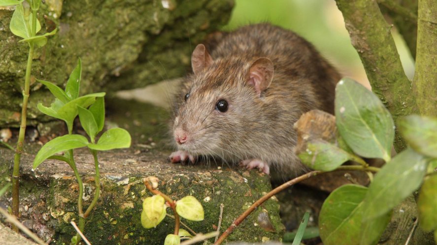 Hogyan válasszunk professzionális rágcsálóirtó céget? Hogyan válasszunk professzionális rágcsálóirtó céget?