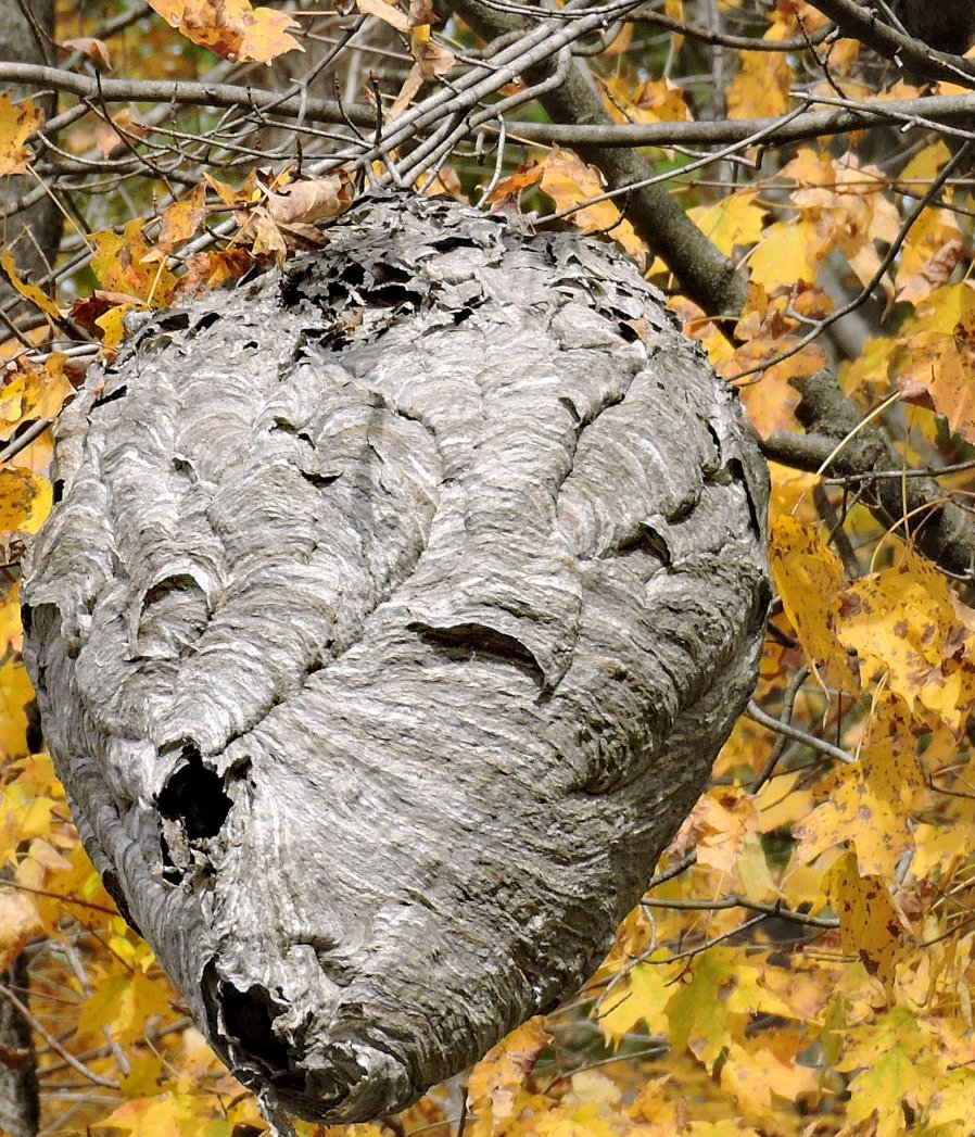Hogyan változik a darázsirtás hatékonysága az évszakokkal? Hogyan változik a darázsirtás hatékonysága az évszakokkal?