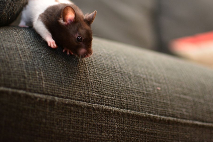 Hogyan védekezzünk a patkányok által terjesztett betegségek ellen? Hogyan védekezzünk a patkányok által terjesztett betegségek ellen?