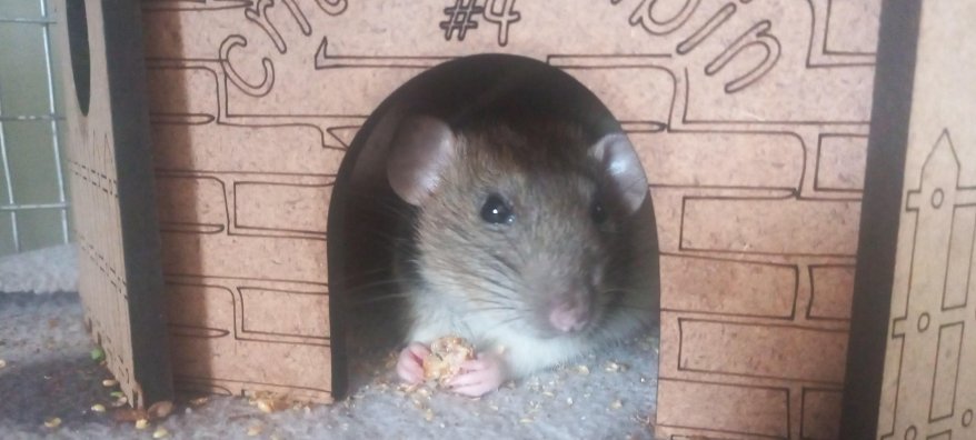 Innovatív megoldások a kártevők elleni harcban Innovatív megoldások a kártevők elleni harcban