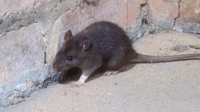 Környezettudatos patkányirtási módszerek Környezettudatos patkányirtási módszerek