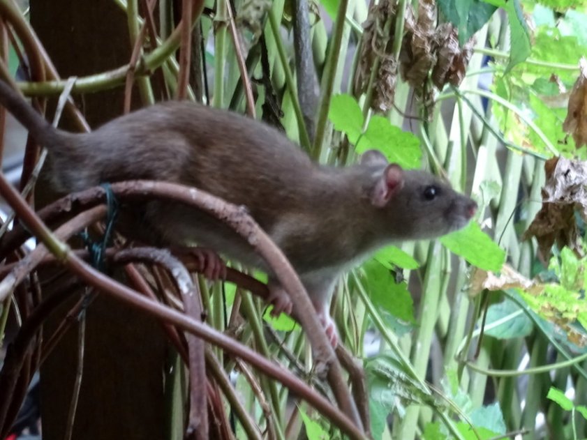 Miért fontos a rágcsálóirtás?