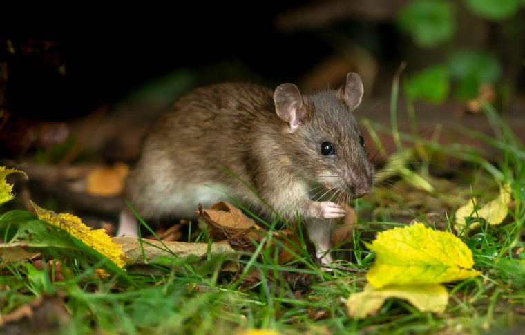 Miért fontos a rendszeres rágcsálóirtás?