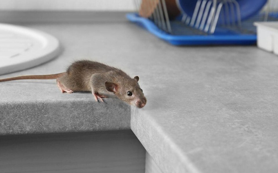 Miért nem sikerül a patkányirtás és hogyan javíthatunk rajta? Miért nem sikerül a patkányirtás és hogyan javíthatunk rajta?