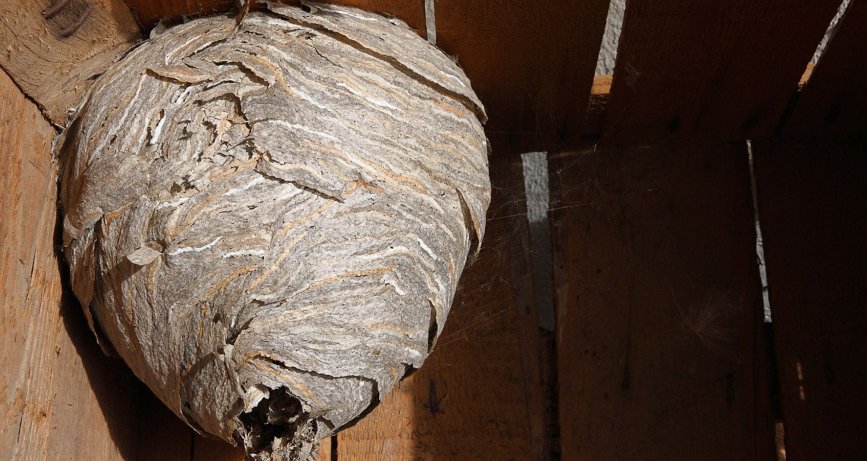 A közösségi összefogás szerepe a darázsirtásban A közösségi összefogás szerepe a darázsirtásban