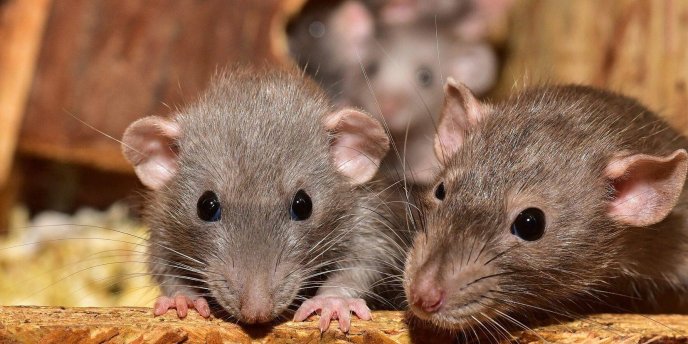 A patkányirtás veszélyei és a túlzott vegyszerhasználat A patkányirtás veszélyei és a túlzott vegyszerhasználat