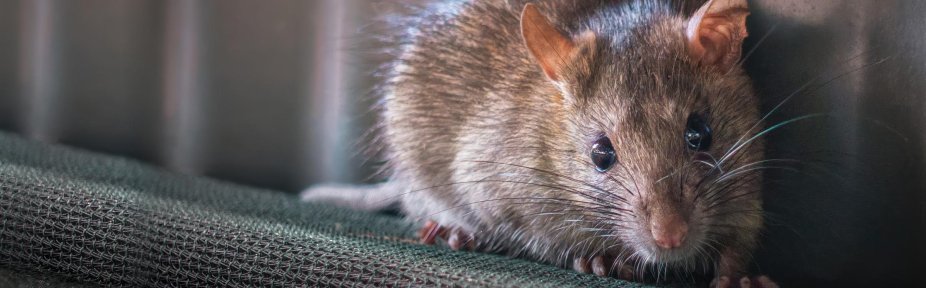 A patkányok jelenlétének árulkodó nyomai