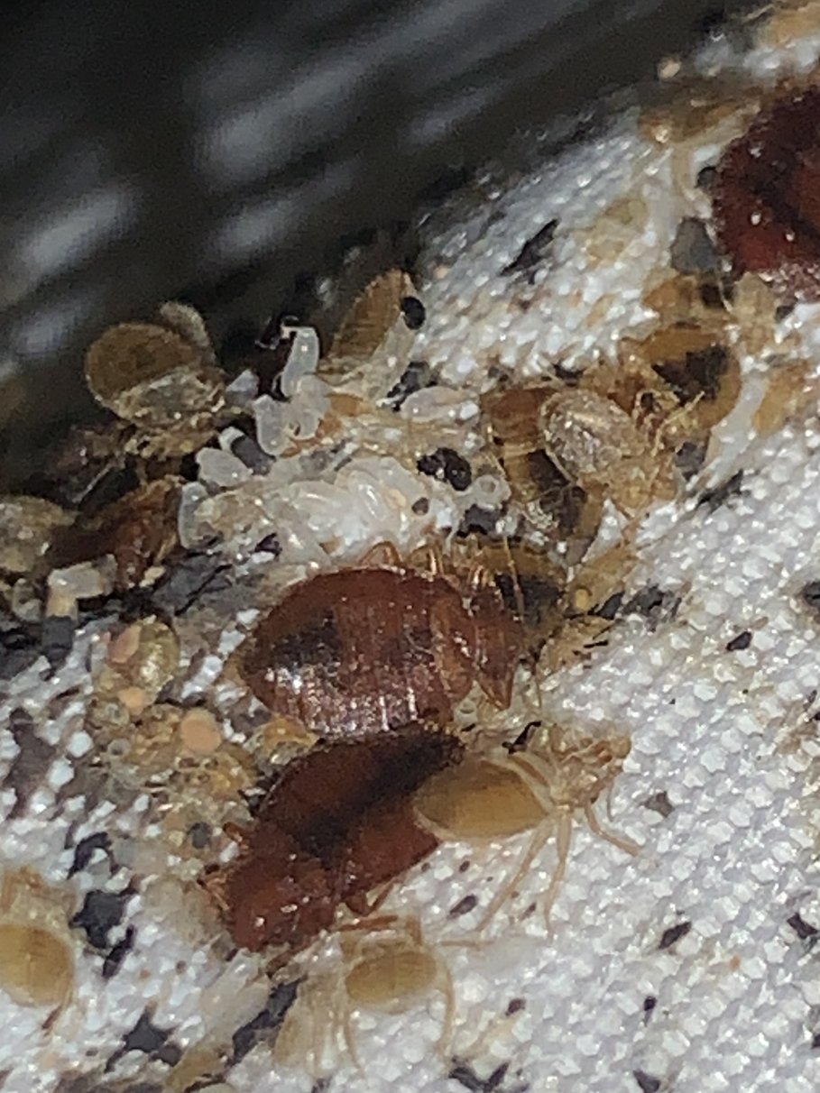 Hatékony megoldások az ágyi poloska irtás társasházakban Hatékony megoldások az ágyi poloska irtás társasházakban