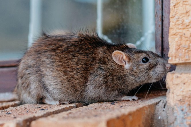 Hogyan ismerjük fel a patkányfertőzés jeleit? Hogyan ismerjük fel a patkányfertőzés jeleit?