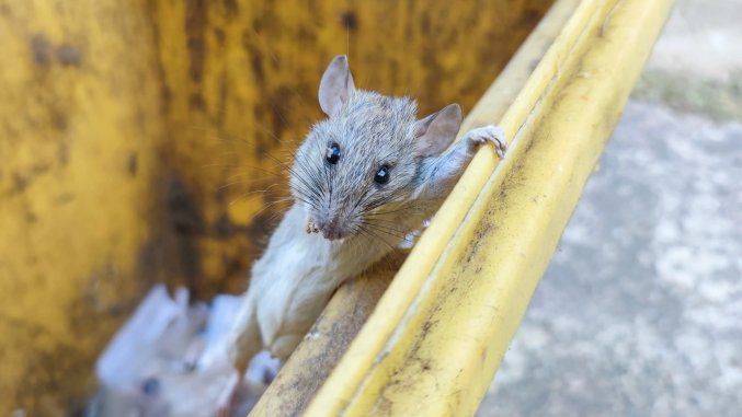 Hogyan óvjuk az egészségünket a patkányok jelentette kockázatoktól? Hogyan óvjuk az egészségünket a patkányok jelentette kockázatoktól?