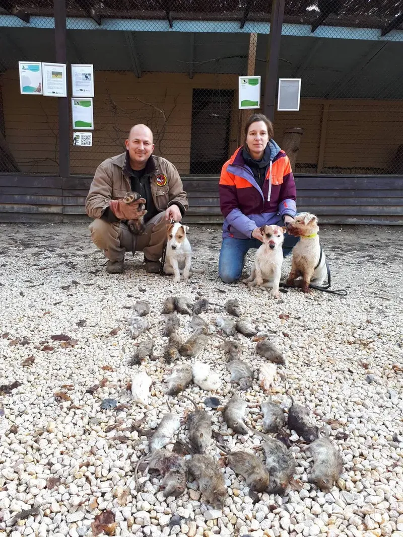 patkanyirtas-vadaszgorennyel-es-kutyakkal