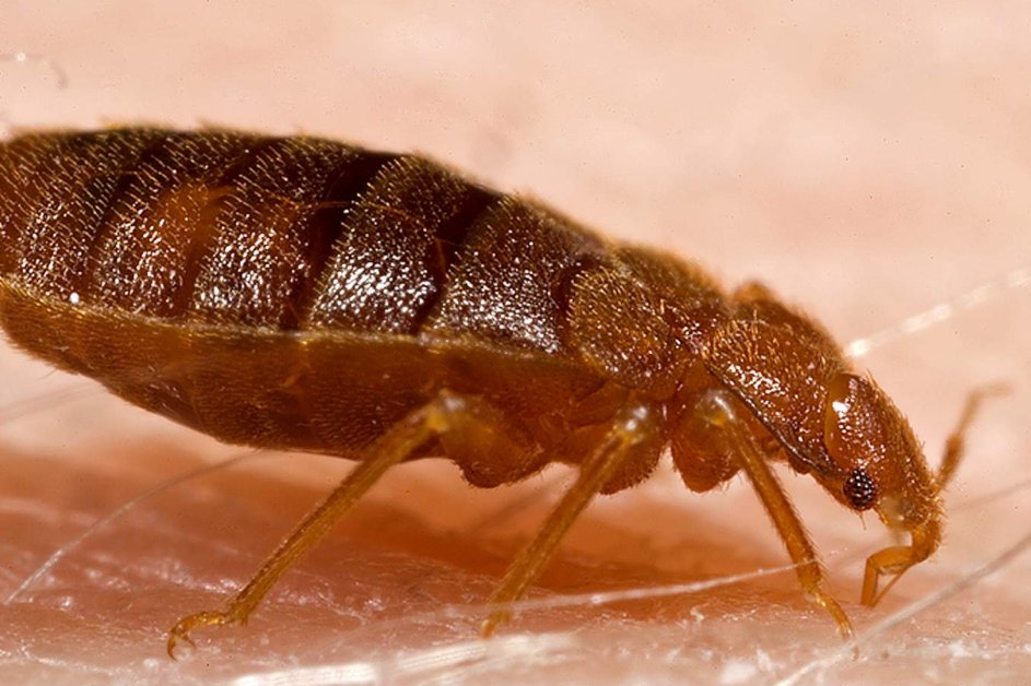 A lakás tisztaságának szerepe az ágyi poloska irtás során
