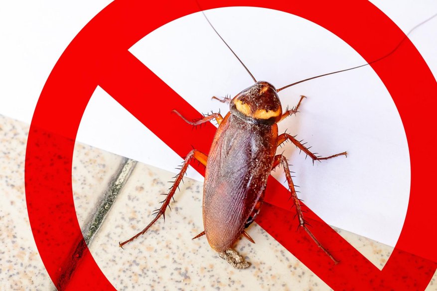 Hogyan válasszunk biztonságos csótányirtó szereket az otthonunk védelmére? Hogyan válasszunk biztonságos csótányirtó szereket az otthonunk védelmére?